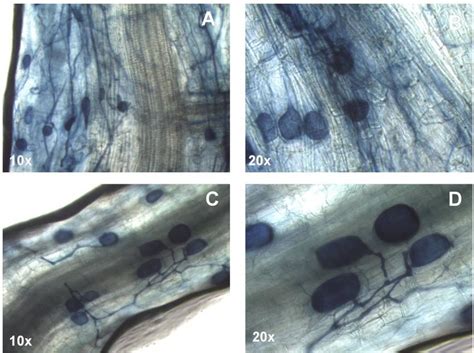 7 estruturas de micorrizas arbusculares observadas nas raízes de e download scientific