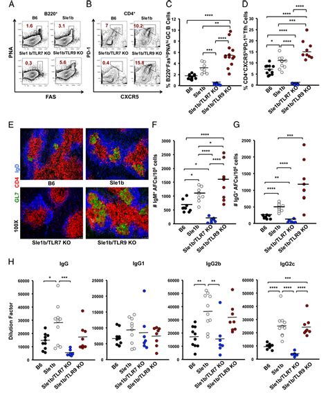 Figure 3 From B Cellintrinsic Tlr7 Signaling Is Essential For The