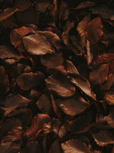 Free Leaf Image On Unsplash Brown Aesthetic Orange Aesthetic Dark