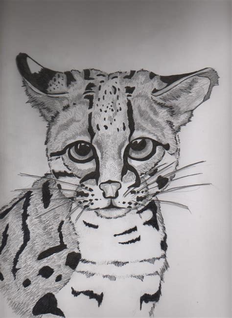 Margay By Moonsqueeze On Deviantart