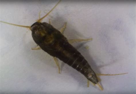Information About Silverfish All You Need To Know About Lepisma Saccharina Nexles