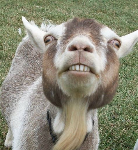 What Gets My Goat Goats Funny Goats Cute Goats