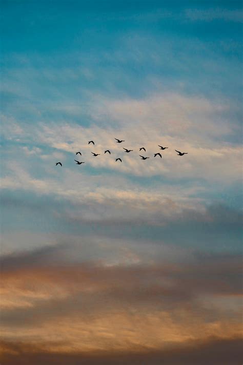 Photo Of A Flock Of Flying Birds · Free Stock Photo