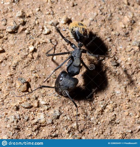 Mountain Zebra National Park South Africa Ant At Nest Stock Image