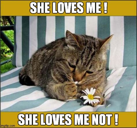 Romantic Cat For Valentines Day Imgflip