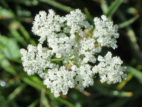 Delicate Flower Cluster Paradise Meadows Lassen Volcanic National