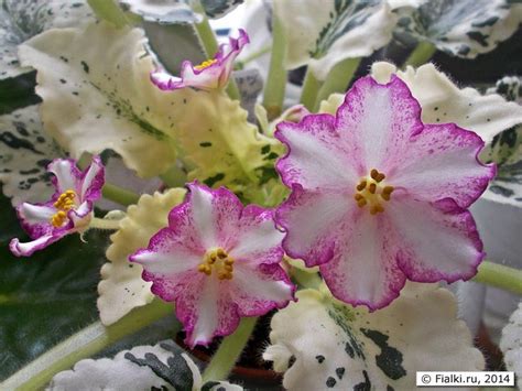 Ideal potting mix for all types of indoor cactus & succulents. Image result for African Violet Chimera 'РС-Колесо Фортуны ...