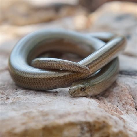 4 Types Of Legless Lizards Found In South Carolina Id Guide Nature