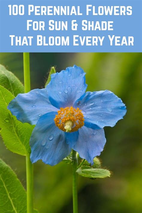 We did not find results for: 100 Perennial Flowers For Sun & Shade That Bloom Every ...