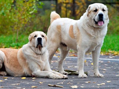 Реакция алабая на канадского волка. Alabai - one of the oldest breed of dogs - dntours-business.com