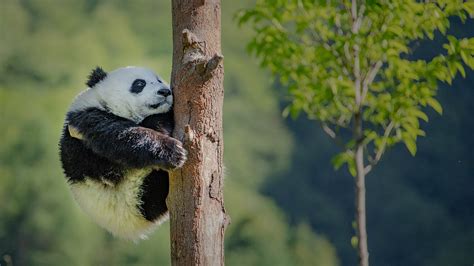 China Advances Construction Of Giant Panda National Park Cgtn