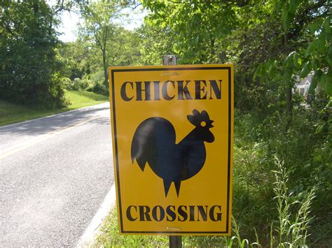 Why Did The Chicken Cross The Road Jill Waldman Lifestyle