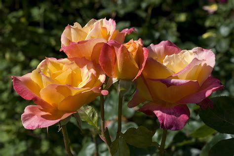 Grow The Best Hybrid Tea Roses With These Tips Hybrid Tea Roses Care Hybrid Tea Roses Hybrid