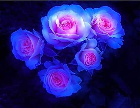 Rare Moon Rose Seeds 300ct Blue And Pink Rose Seeds Etsy Australia