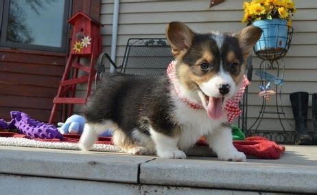 Check out our super cute merch. Pembroke Welsh Corgi For Sale in Tennessee (19) | Petzlover