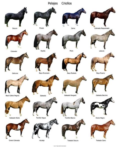 Chart Of Horse Breeds
