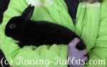 With all of this being said, both genders are great, there is not one better than the other. Sexing Rabbits. How to tell male rabbits from female rabbits