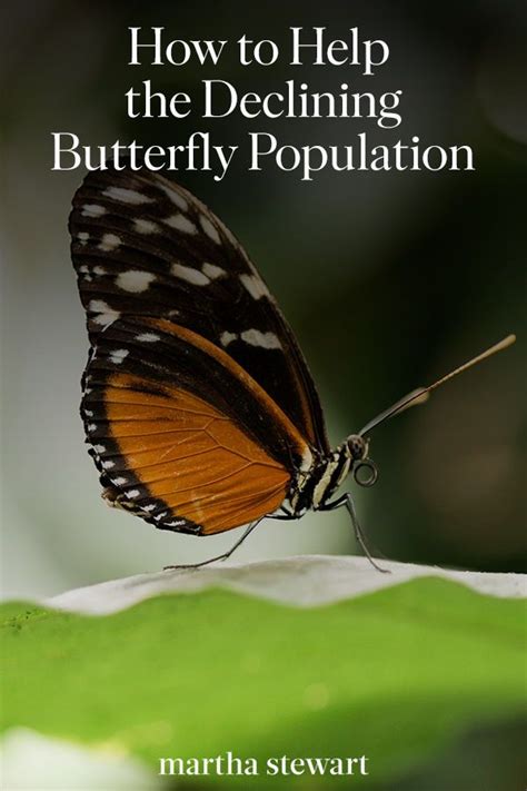 How To Help The Declining Butterfly Population Research Shows That