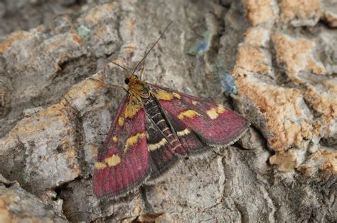 12 common day flying moths id guide british wildlife wiki fandom powered by wikia