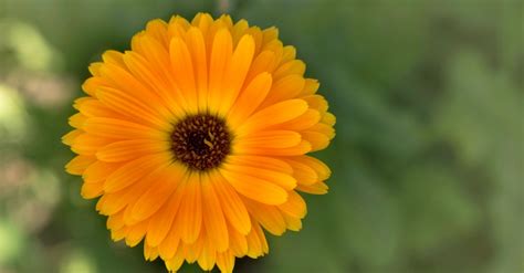 Cuidados de la Caléndula, la flor medicinal | Blog Verdecora