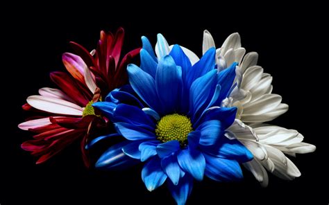 Jul 15, 2021 · aimintang / getty images let's now look at the best shrubs with red flowers or orange flowers suited to warm climates. Wallpaper Blue white and red gerbera flowers, black ...