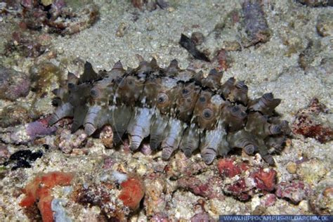 Stichopus Horrens Alias Mottled Sea Cucumber Hippocampus Bildarchiv