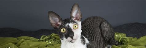 The Cornish Rex Cat The Essential Guide I Pets4you