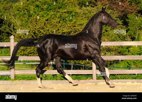 Akhal Teke Stallion Side Stock Photo Alamy