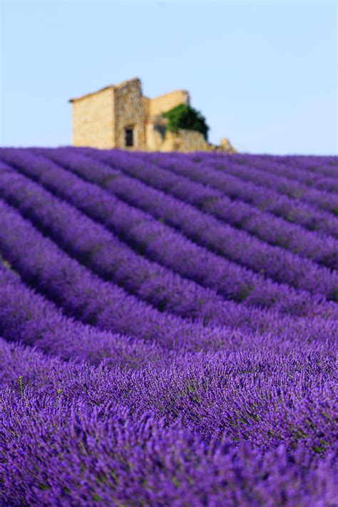 Lavender Field At Sunset By Republica