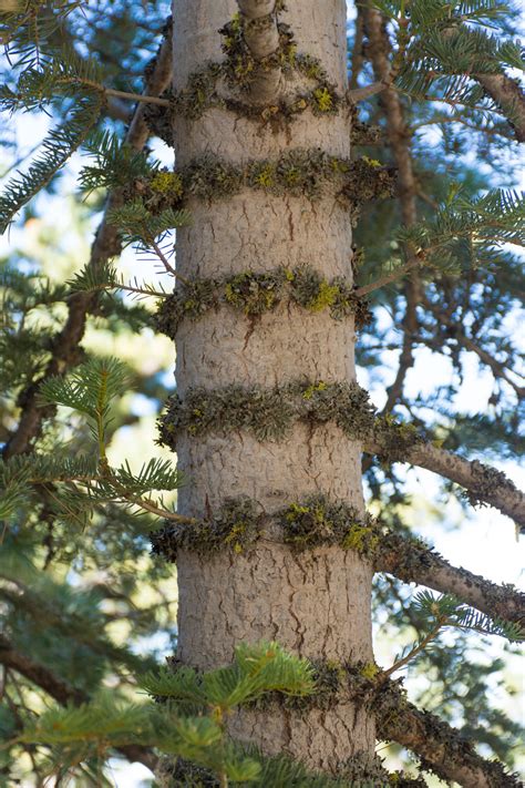 An fir filter is a filter with no feedback in its equation. California White Fir | Los Padres ForestWatch