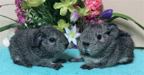 Cherished Cavies — Sparkles The Guinea Pig Had Her Babies