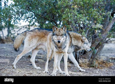 Arctic Grey Wolf Canis Llupus Linnaeus California Wolf Centre