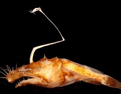 New Ugly Deep Sea Angler Fish Named One Of Top 10 Discoveries Of The
