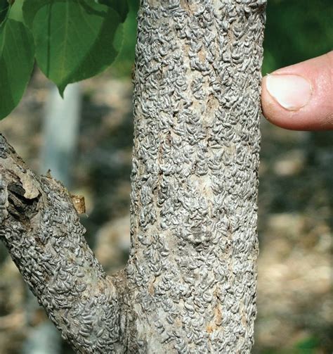 Birch requires sunlight on the foliage and cool, moist, shaded soil. Pest Control | Arbortech Tree Specialists