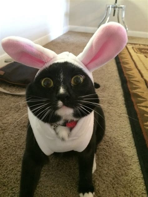 Freaked Out Bunny Cat Myconfinedspace