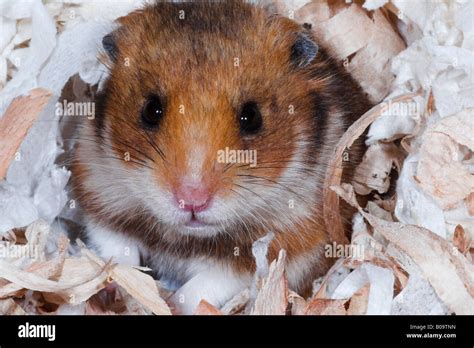 Pet Syrian Hamster Stock Photo Alamy