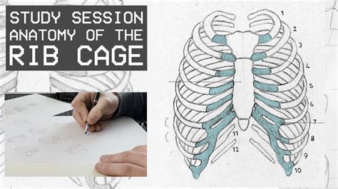 Anatomy Of The Rib Cage Drawing People Study Session Youtube