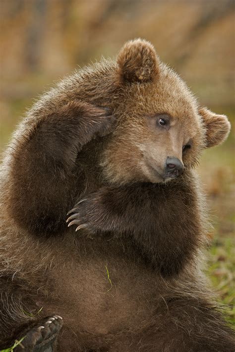 Brown Bear Cub With An Itch Cute Little Brown Bear Cub