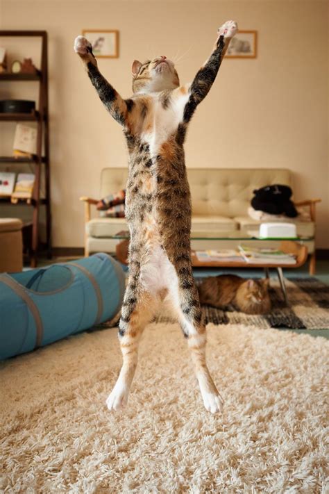Just Some Fabulous Jumping Cats Imgur Jumping Cat Cats Dancing Cat