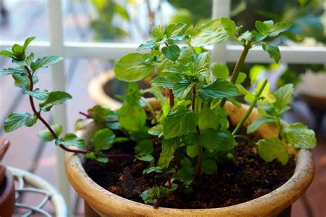 Tips For Growing Mint Indoors Gardeners Path