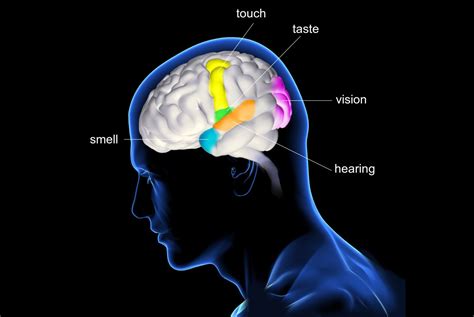 5 Senses Mind Map