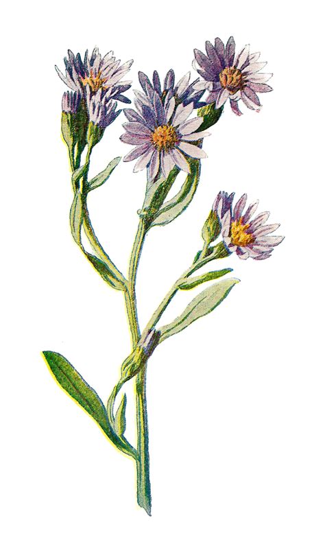 The Graphics Monarch Wildflower Starwort Stock Flower Botanical
