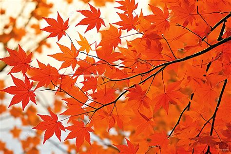 Red Maple Leaves On Tree Branches Background Autumn Season Tree