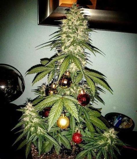 Weed Tree When Lit You Will See Santa Elves And Sometimes Reindeer
