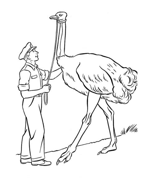 To print the coloring page: Free Printable Ostrich Coloring Pages For Kids