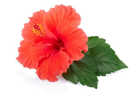 Best 100 Hibiscus Flower Pictures Download Free Images On Unsplash