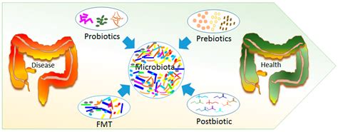 Ijms Free Full Text Gut Microbiota Metabolism And Interaction With