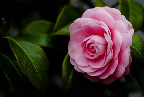 40 Camellia Hd Wallpapers And Backgrounds