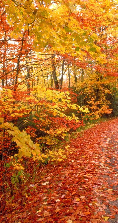 Road Full Of Cooper Colored Leaves Autumn Symbol