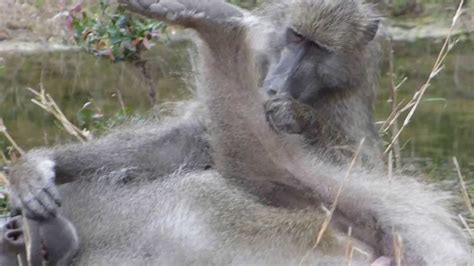 Female Baboon Grooming Ecstatic Male With Erection Near Satara Kruger